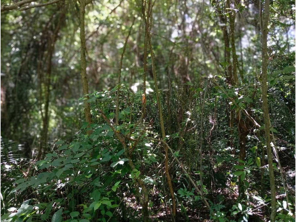 Lote cerca al río via Parque Tayrona Santa Marta Colombia — foto 4