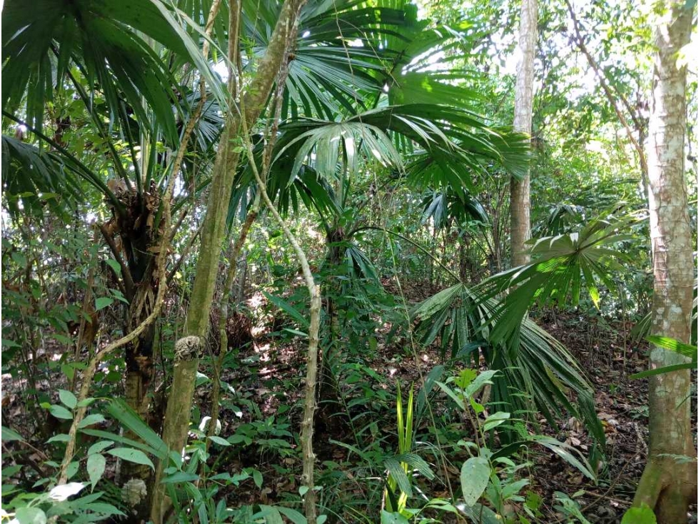 Lote cerca al río via Parque Tayrona Santa Marta Colombia — foto 5