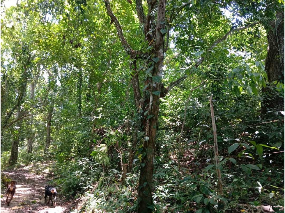 Lote cerca al río via Parque Tayrona Santa Marta Colombia — foto 6