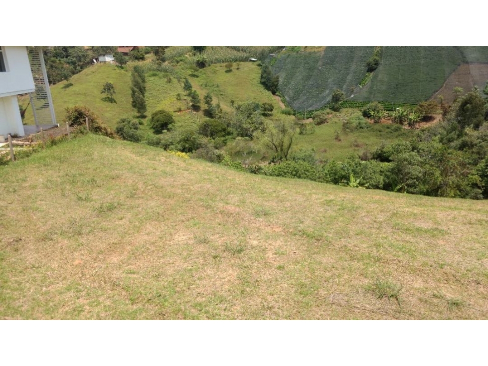 LOTE CIMARRONAS/ MARINILLA - 2