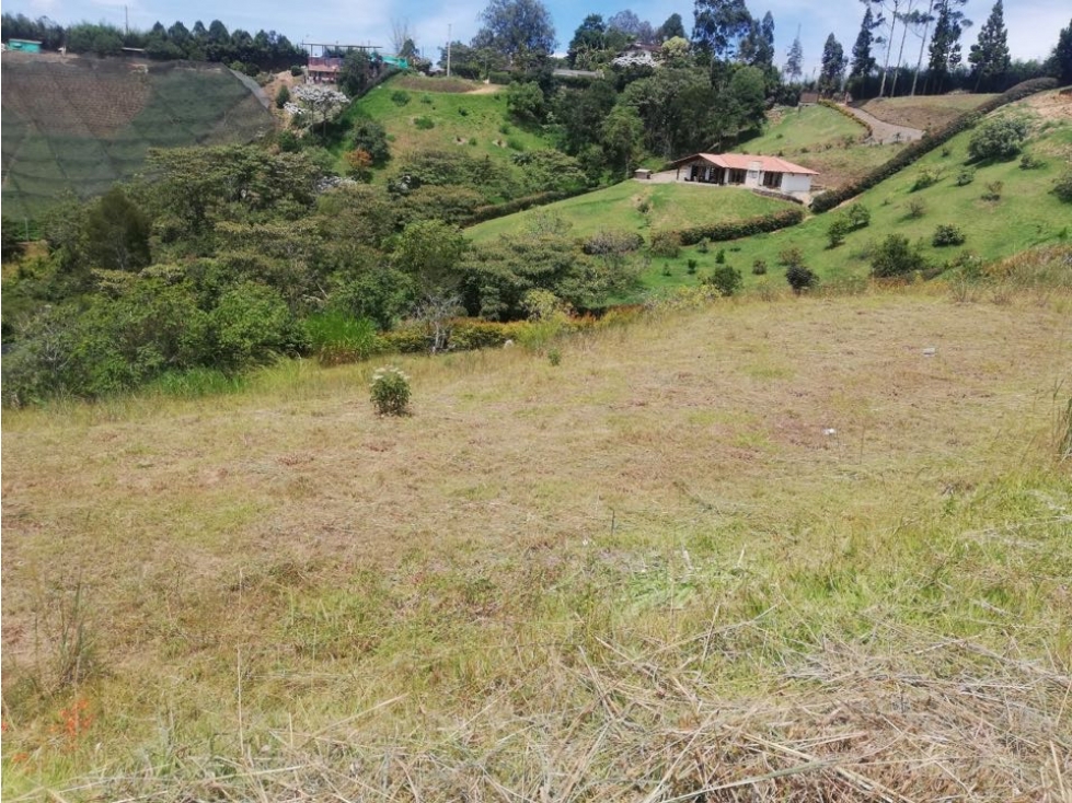 LOTE CIMARRONAS/ MARINILLA - 3