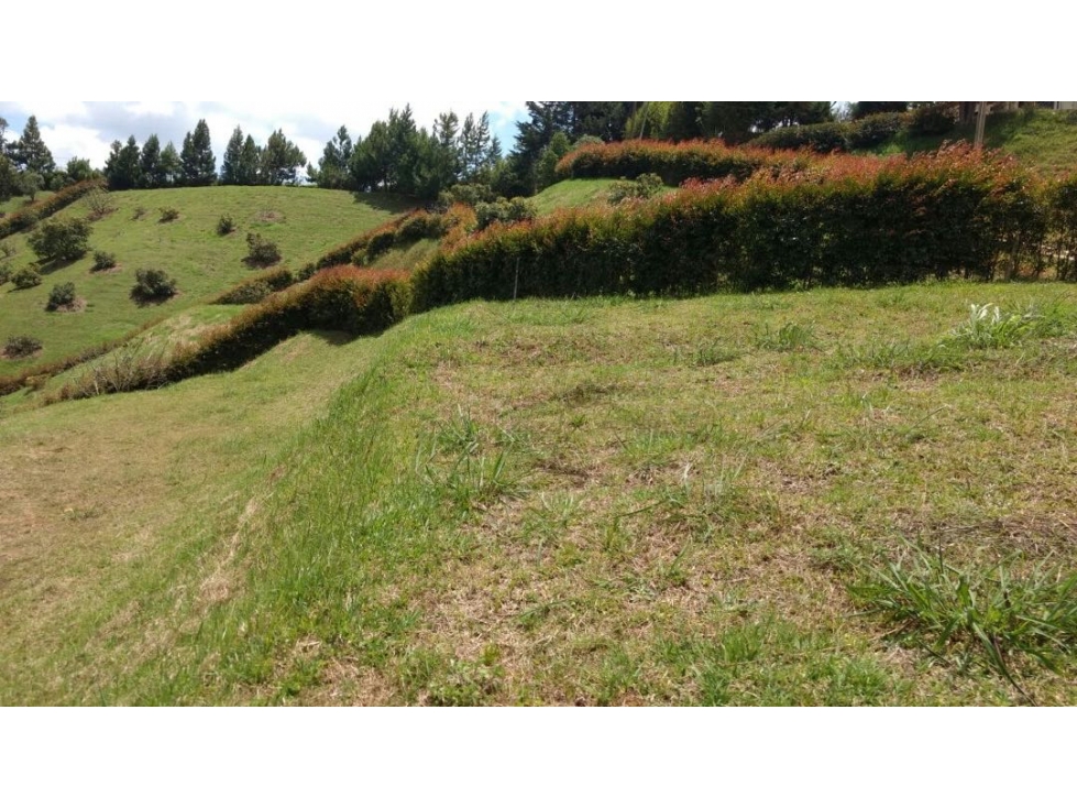 LOTE CIMARRONAS/ MARINILLA - 4