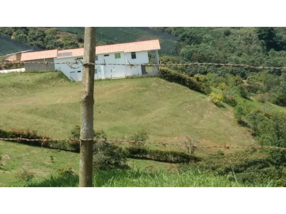 LOTE CIMARRONAS/ MARINILLA - 5