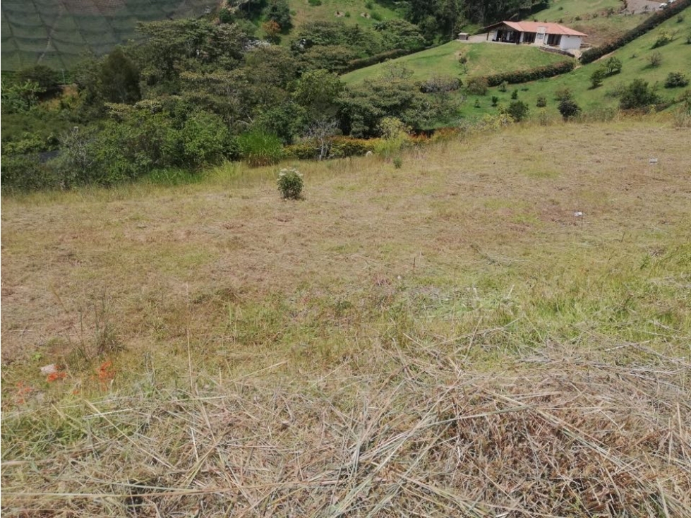 LOTE CIMARRONAS/ MARINILLA - 6