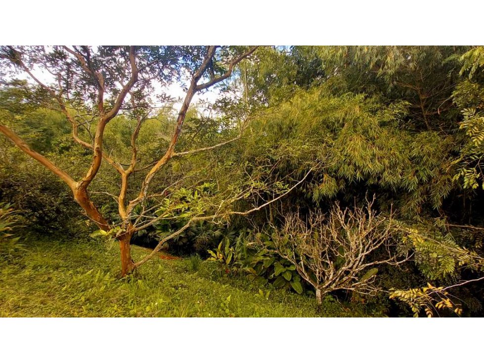Lote con espectacular vista cerca del parque del café — foto 4