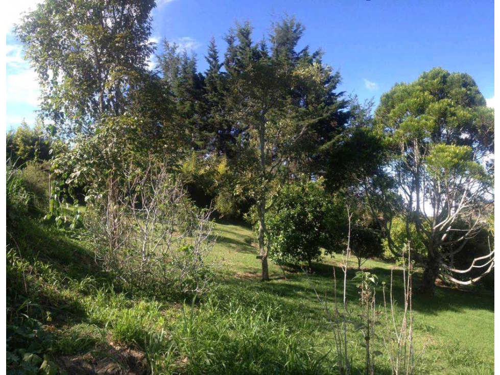 Lote de 10.000 m²con Casa Rustica Sajonia Variante palmas en venta — foto 5