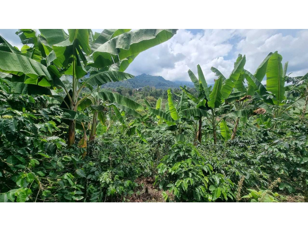 Lote de 11000m2 con vista y quebrada a 3.8 km de cordoba - 4