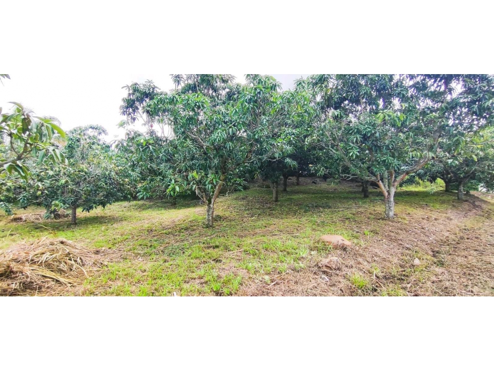 Lote de 1295 M2 en 140 mill en La Mesa Cund