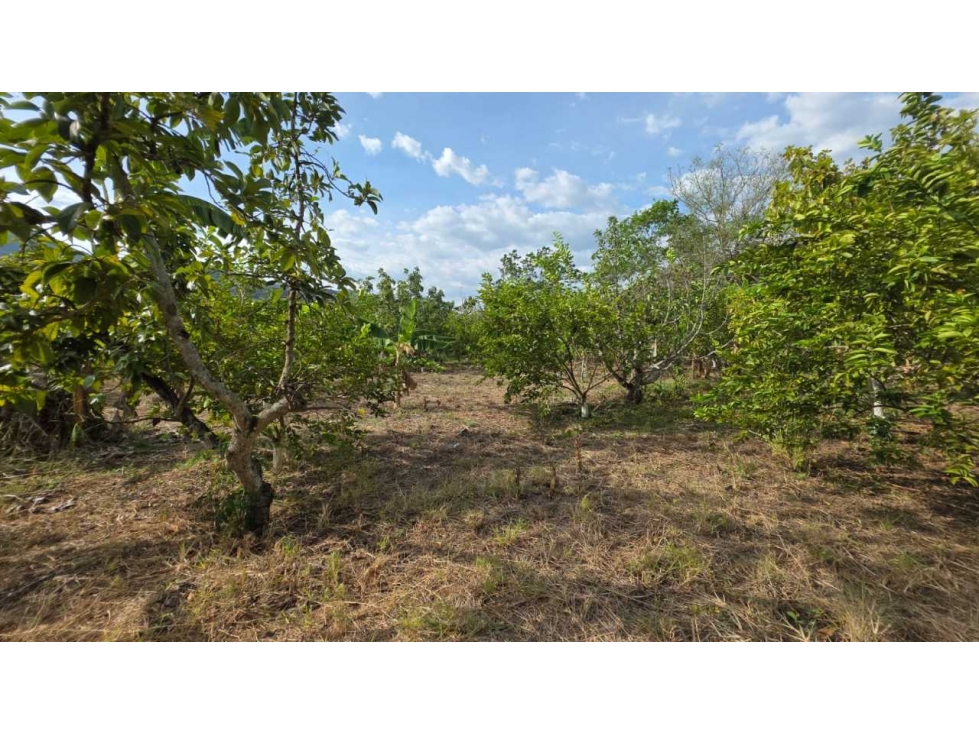 Lote de 2000 M2 en 250 mill negociables en La Mesa Cund con frutales