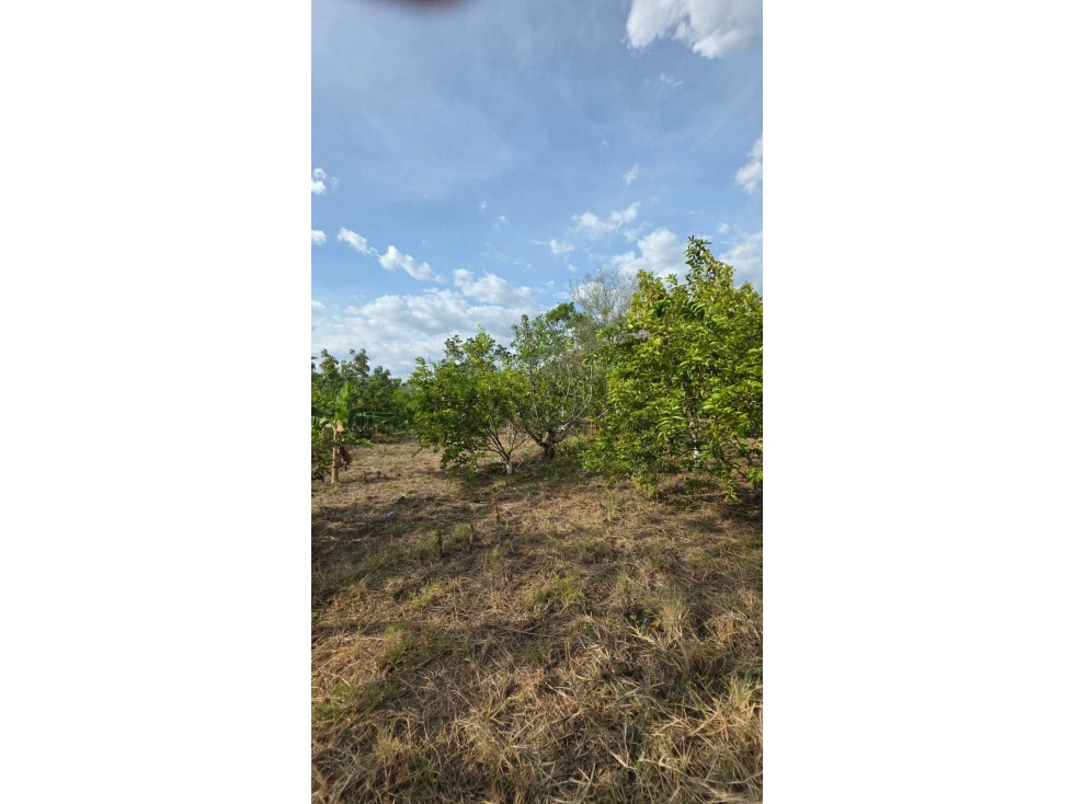 Lote de 2000 M2 en 250 mill negociables en La Mesa Cund con frutales — foto 2