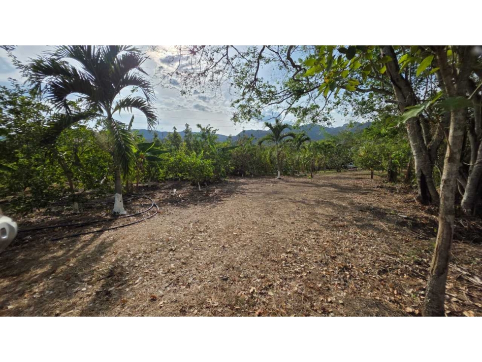 Lote de 2000 M2 en 250 mill negociables en La Mesa Cund con frutales — foto 5