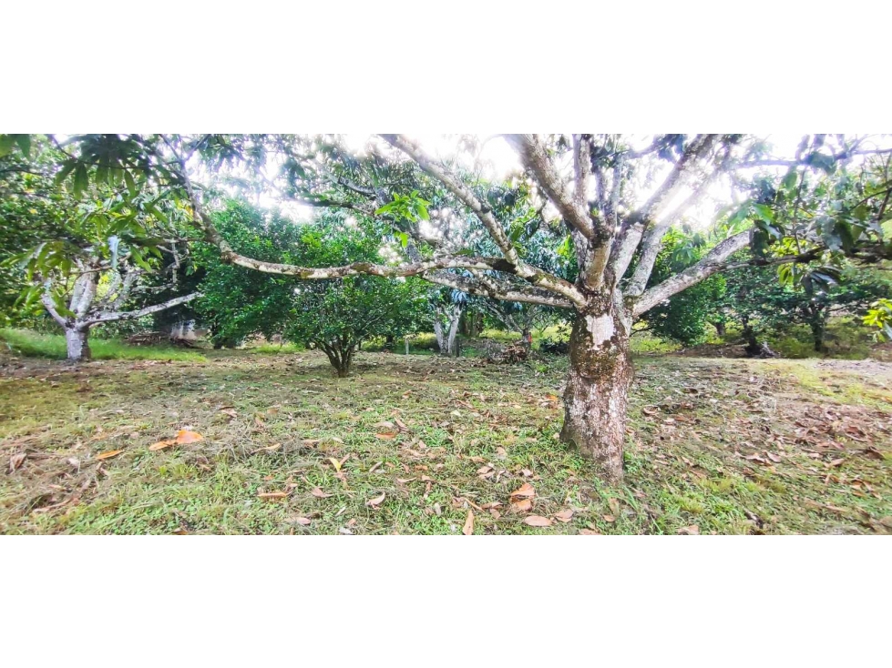 Lote de 2030 M2 en 195 mill en #lamesacundinamarca — foto 5
