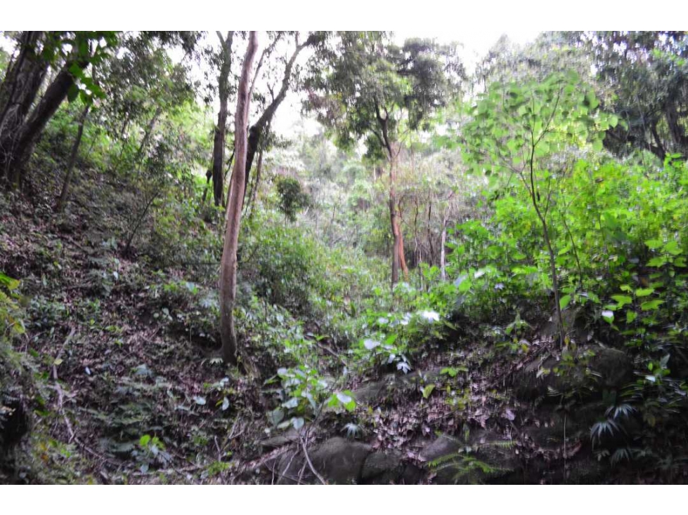 Lote de terreno en Minca Santa Marta - 3