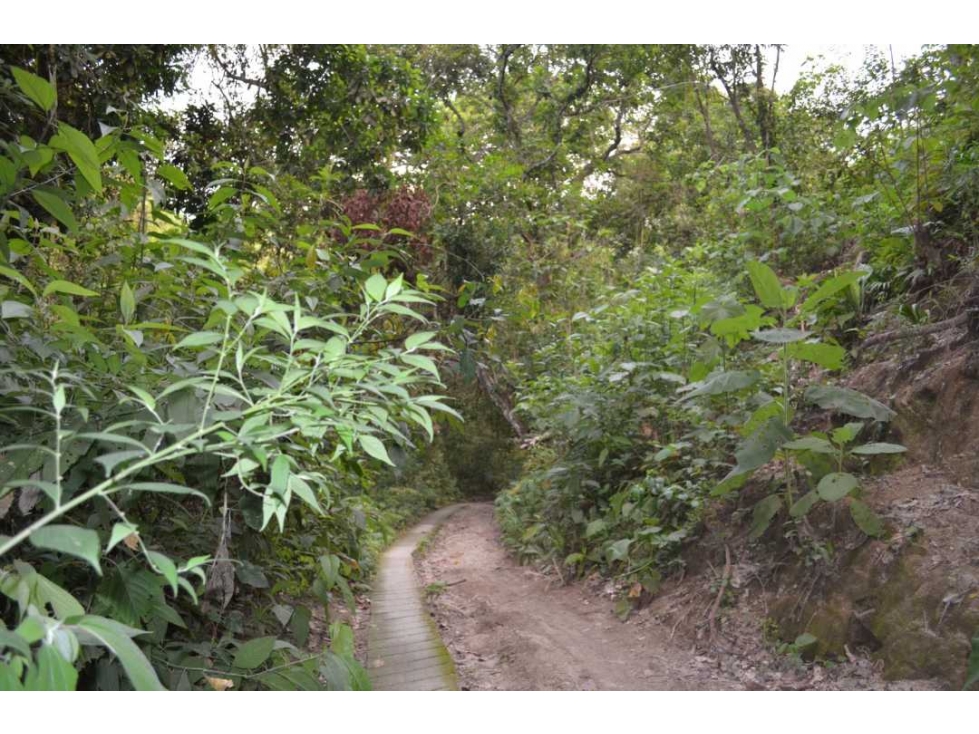 Lote de terreno en Minca Santa Marta - 5