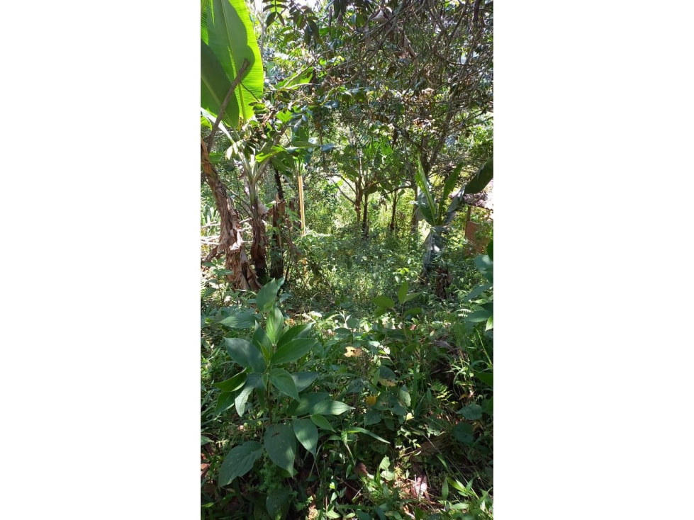 VENTA LOTE EN EL QUEREMAL W9424787 ISA-JR - 4