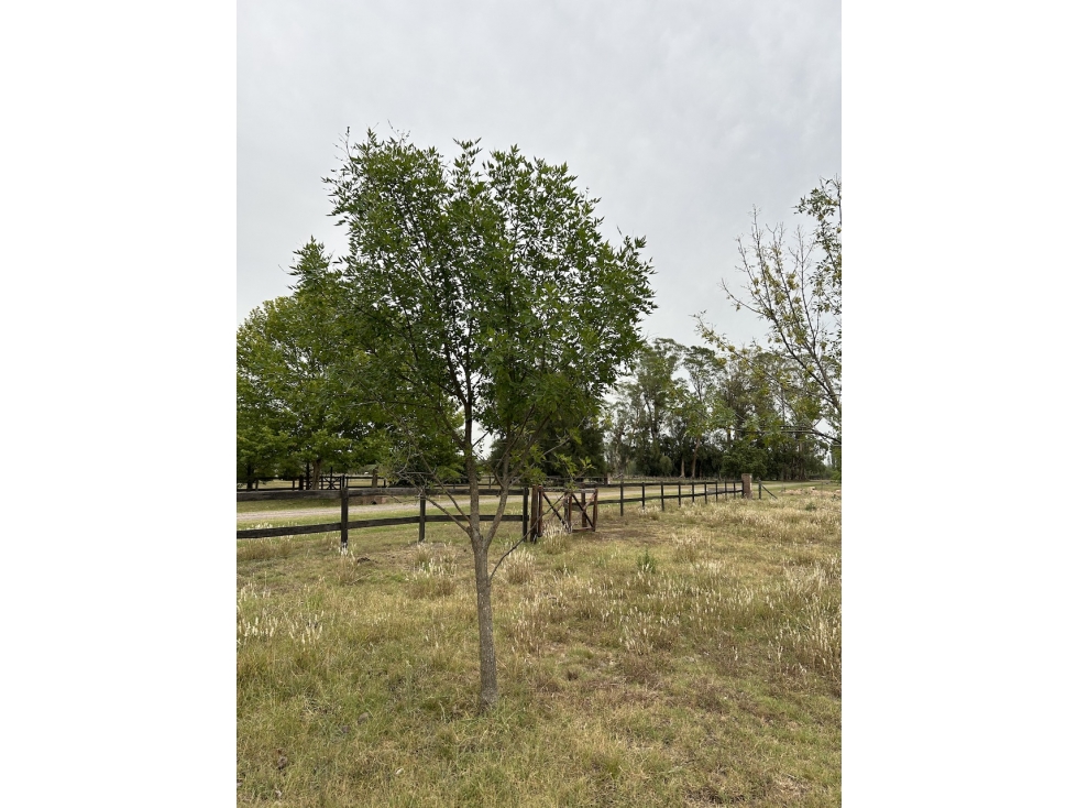 Lote en Estancia Las Lilas Club de Campo — foto 2