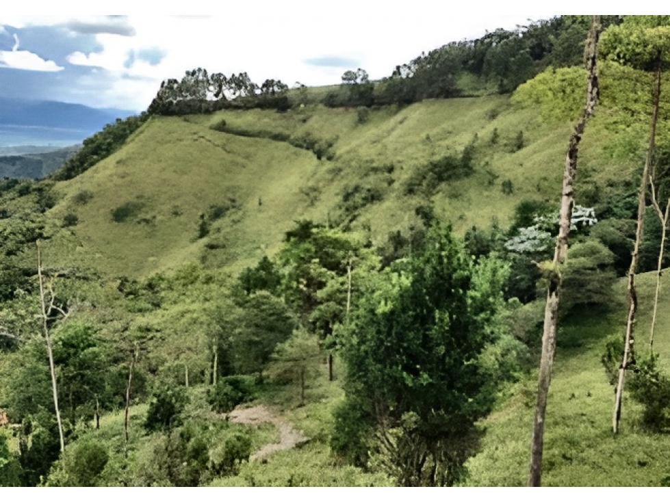 LOTE en Gestion - Ansermanuevo, Valle Del Cauca