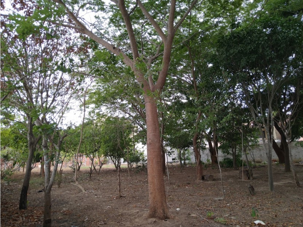 LOTE en Gestion - Barranquilla, Atlantico