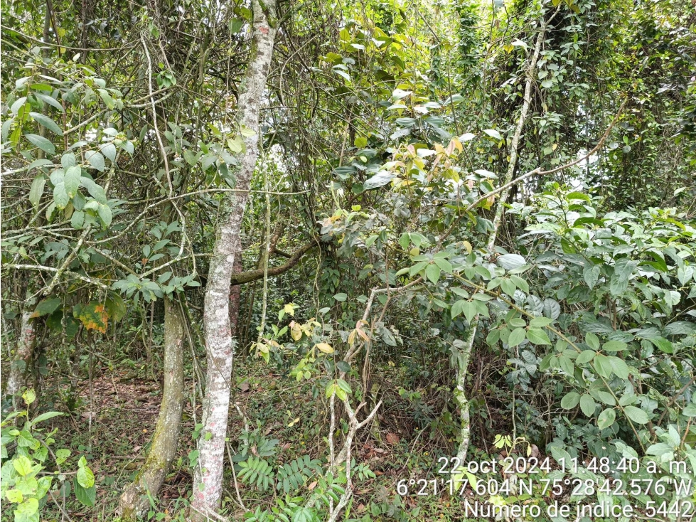 LOTE en Gestion - COPACABANA, ANTIOQUIA — foto 4