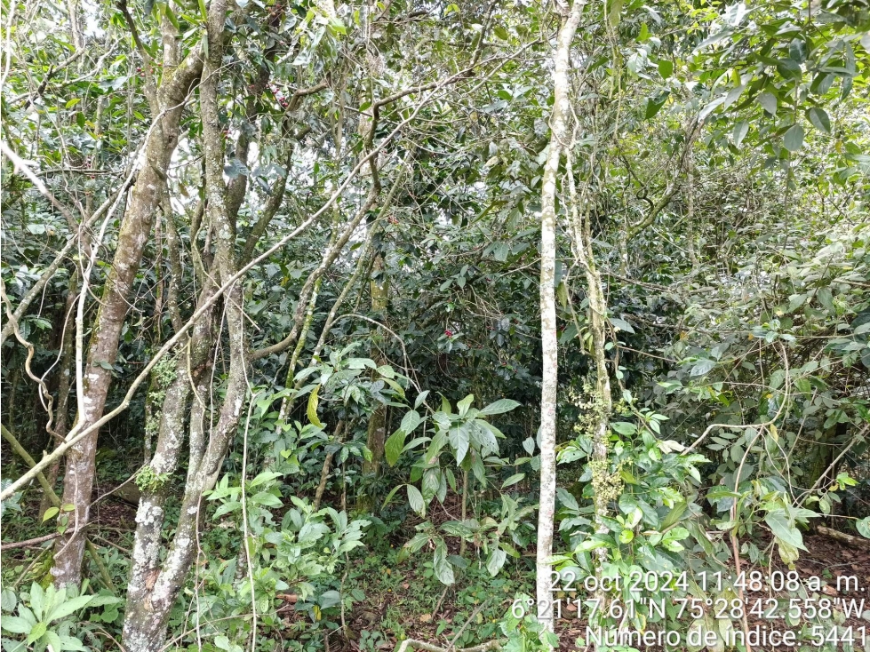 LOTE en Gestion - COPACABANA, ANTIOQUIA — foto 6