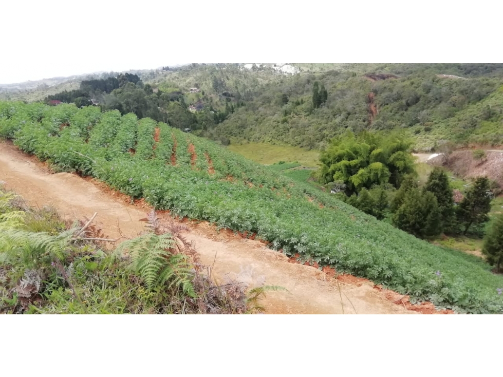 LOTE en Gestion - Guarne, Antioquia — foto 3