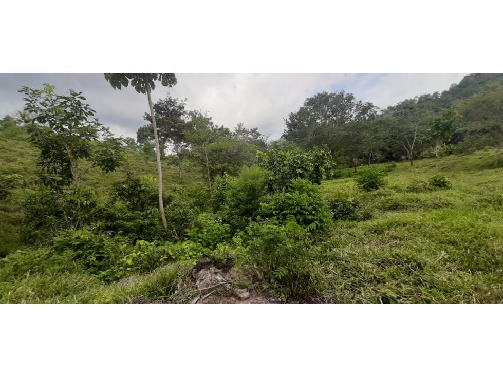 LOTE en Gestion - Monteria, Cordoba