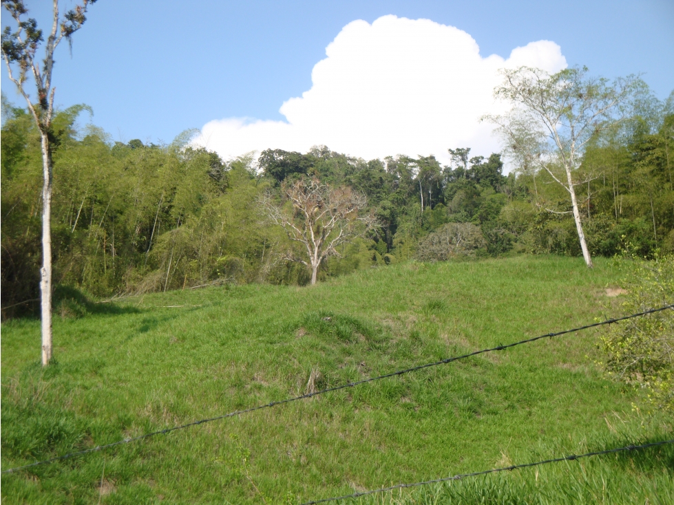 LOTE en Gestion - Neira, Caldas - 1