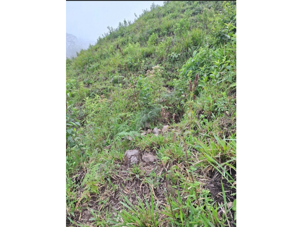 LOTE en Gestion - ORTEGA, TOLIMA - 1