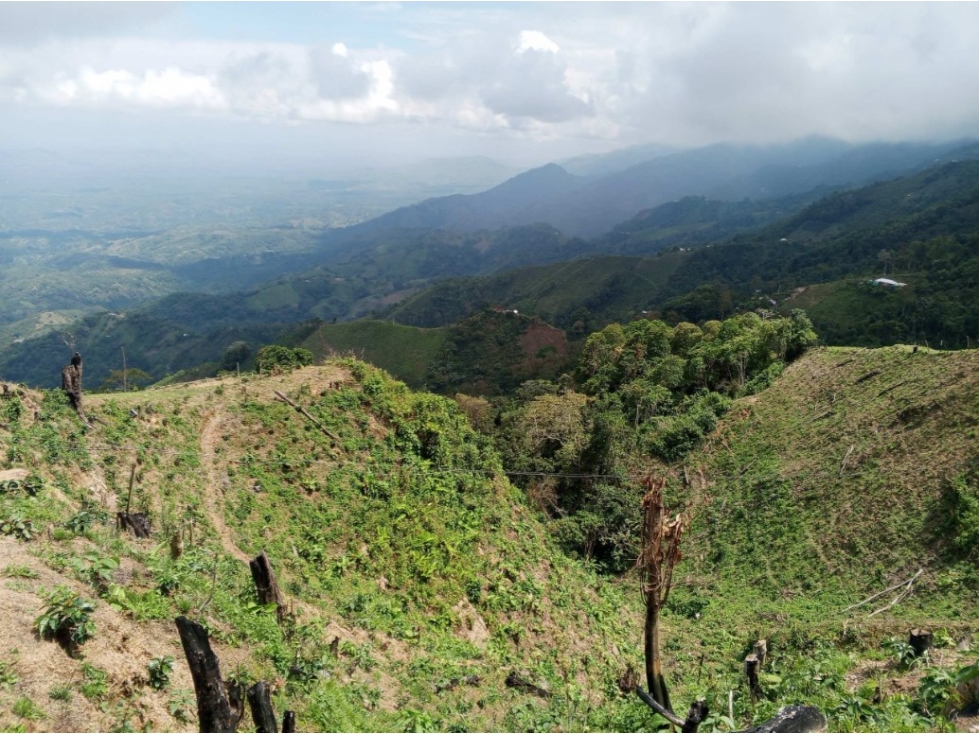LOTE en Gestion - ORTEGA, TOLIMA - 2