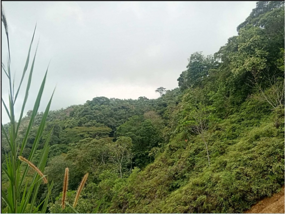 LOTE en Gestion - ORTEGA, TOLIMA - 3