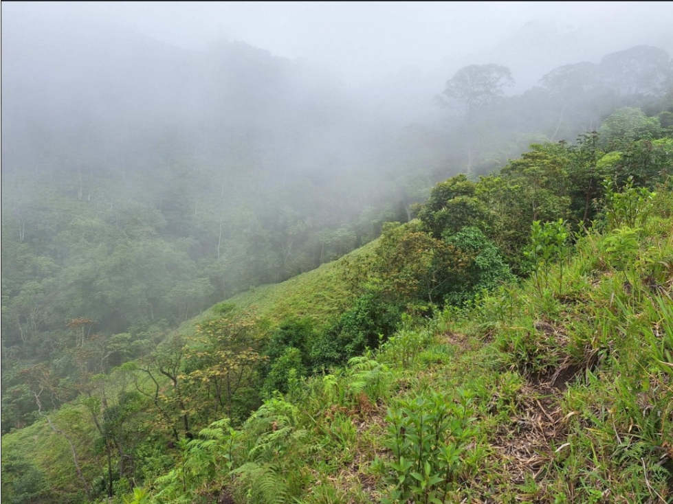 LOTE en Gestion - ORTEGA, TOLIMA - 4
