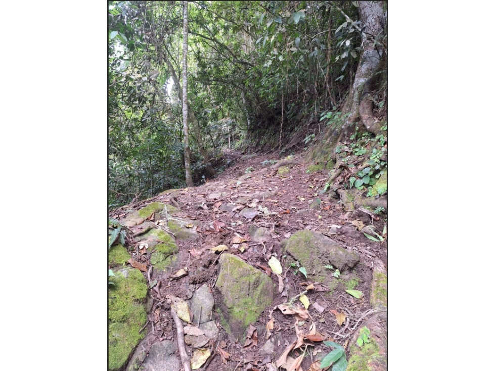 LOTE en Gestion - ORTEGA, TOLIMA - 5