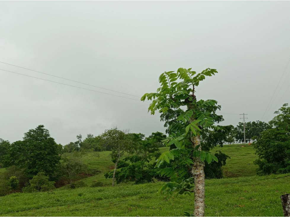 LOTE en Gestion - Pueblo Nuevo, Cordoba - 2