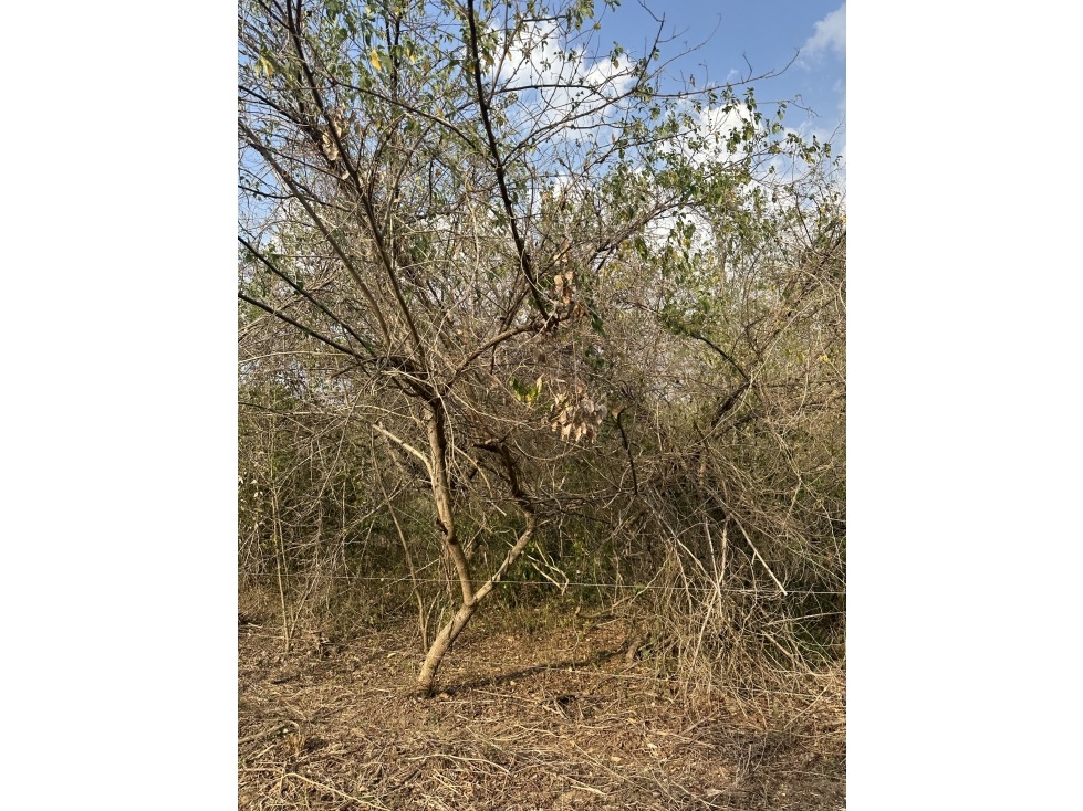 LOTE en Gestion - San Jacinto, Bolívar - 1