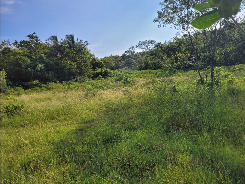 LOTE en Gestion - Venadillo, Tolima - 1