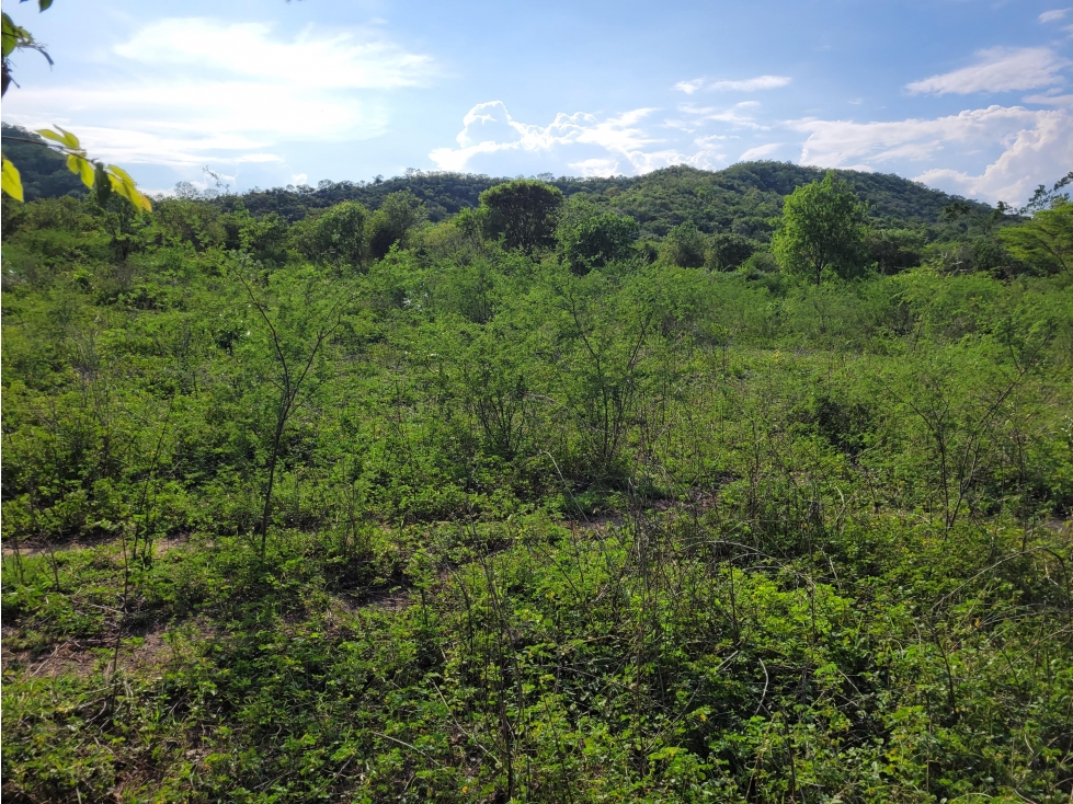 LOTE en Gestion - Venadillo, Tolima - 1