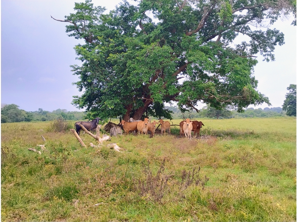Lote en Venta - Córdoba, Buenavista - 1
