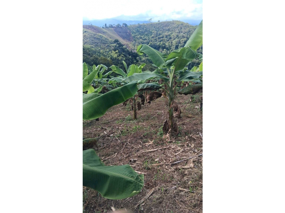 LOTE EN VENTA DAGUA VALLE VEREDA VILLA HERMOSA