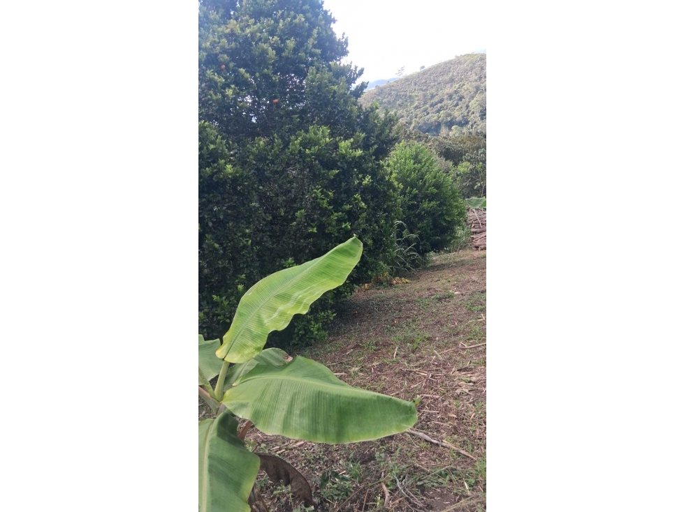LOTE EN VENTA DAGUA VALLE VEREDA VILLA HERMOSA — foto 6