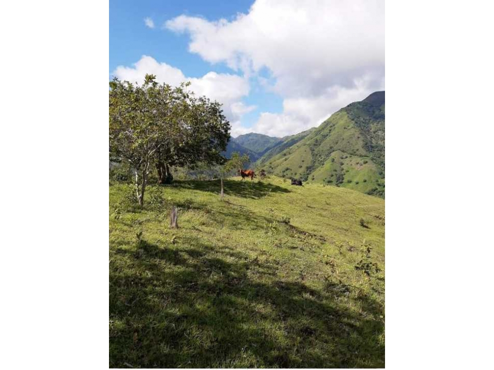 Lote en venta de 20 Hectáreas San Jerónimo - Antioquia - 4