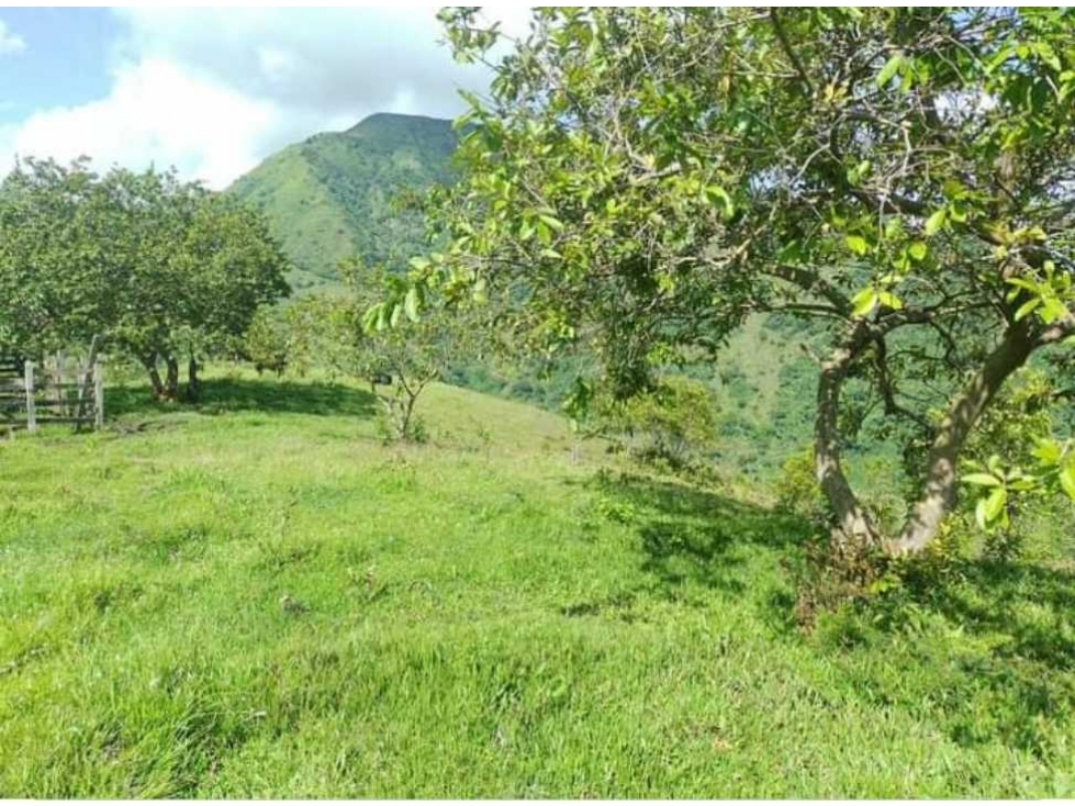 Lote en venta de 20 Hectáreas San Jerónimo - Antioquia - 5