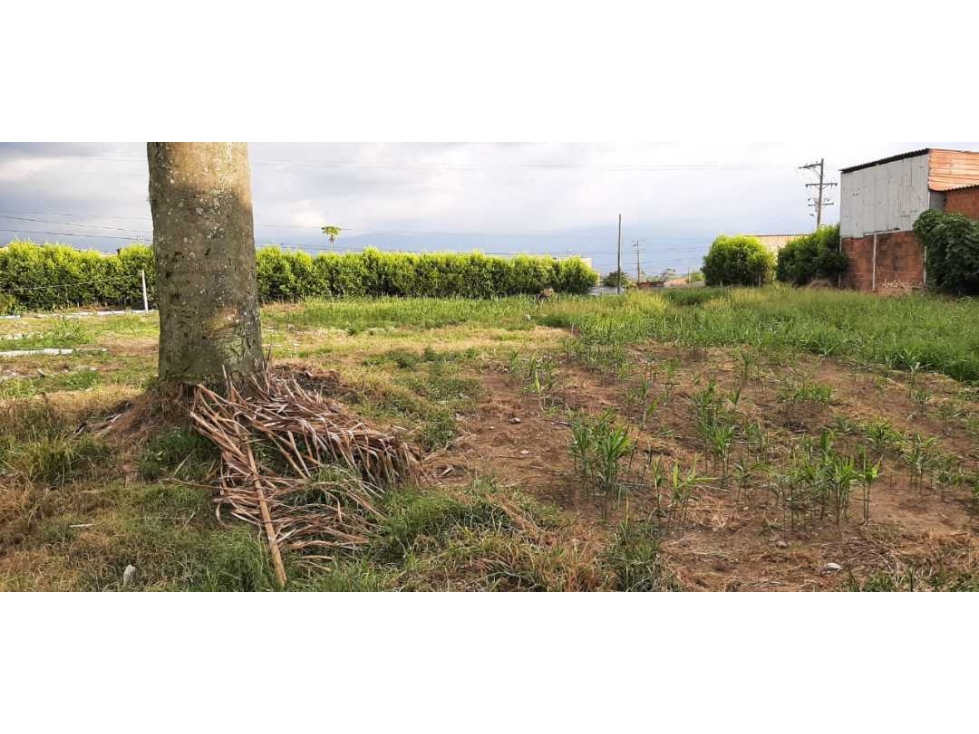 LOTE EN VENTA MONTENEGRO QUINDIO — foto 3