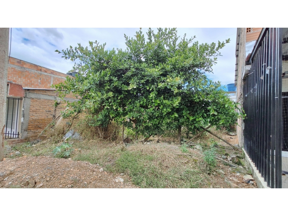 Lote en venta - Pitalito, Huila - 4
