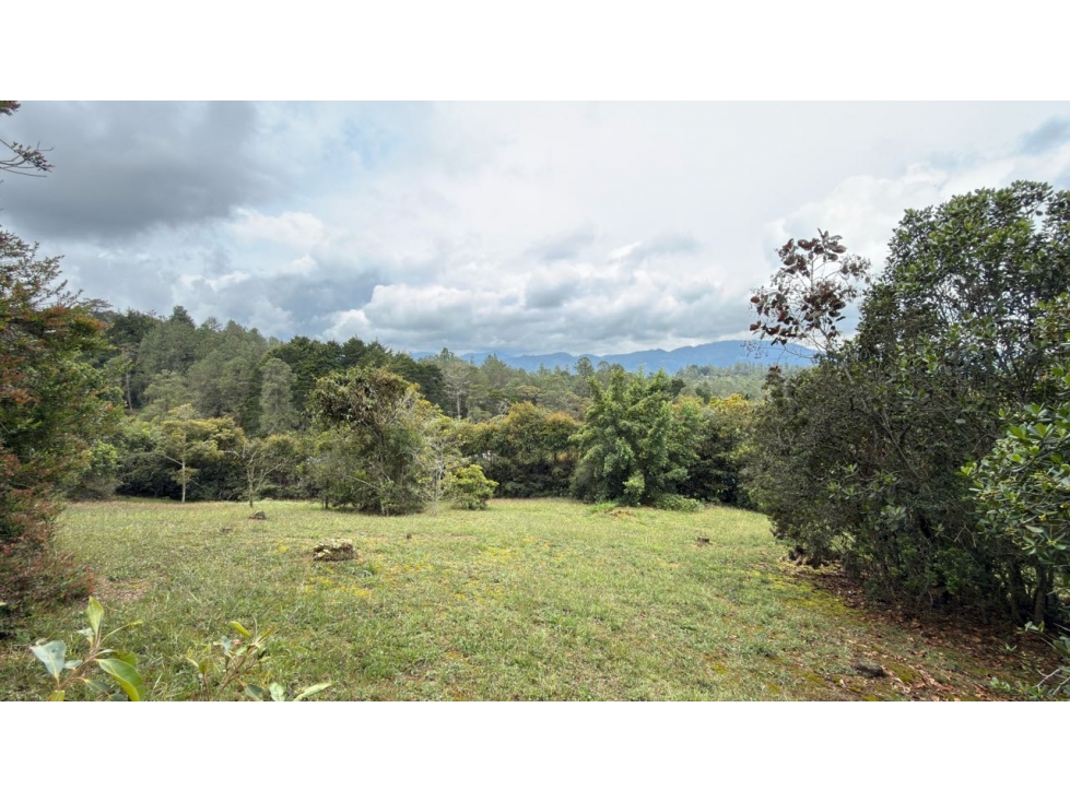 Lote Entrebosques
