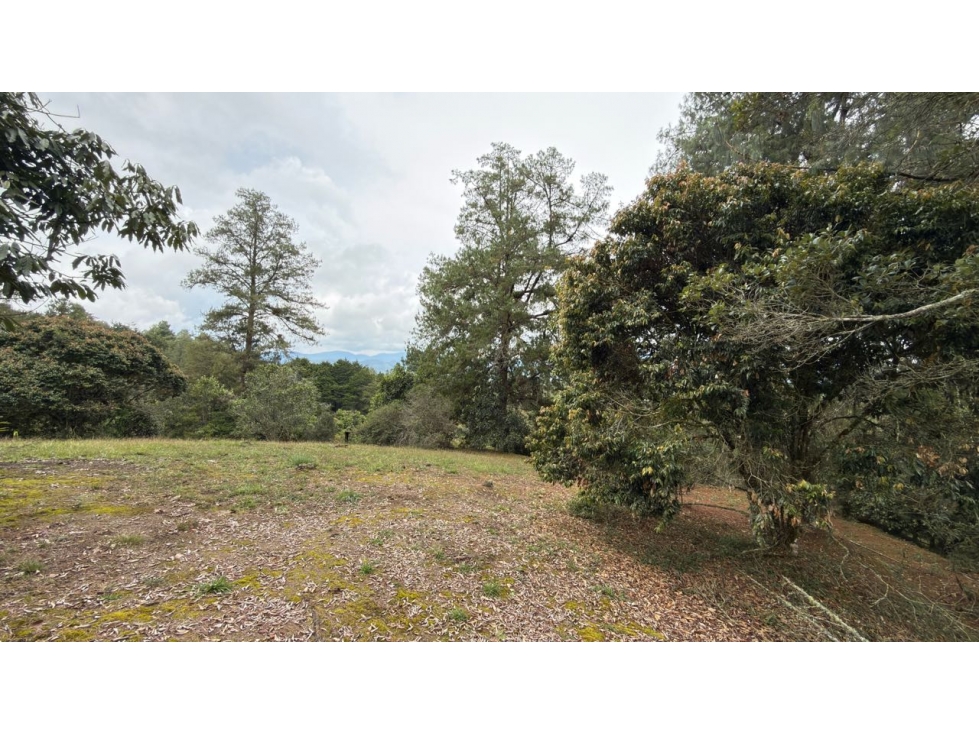 Lote Entrebosques — foto 2