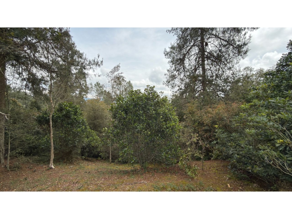 Lote Entrebosques — foto 3