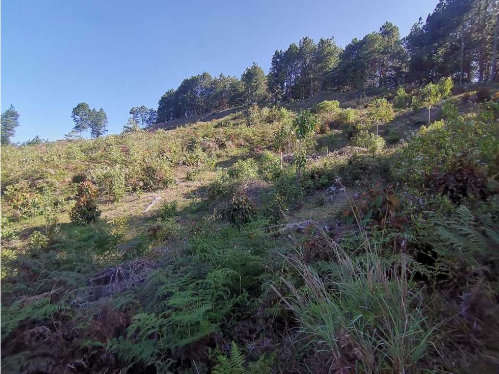 Lote independiente para la venta en vía don Diego la ceja (LDC) — foto 5