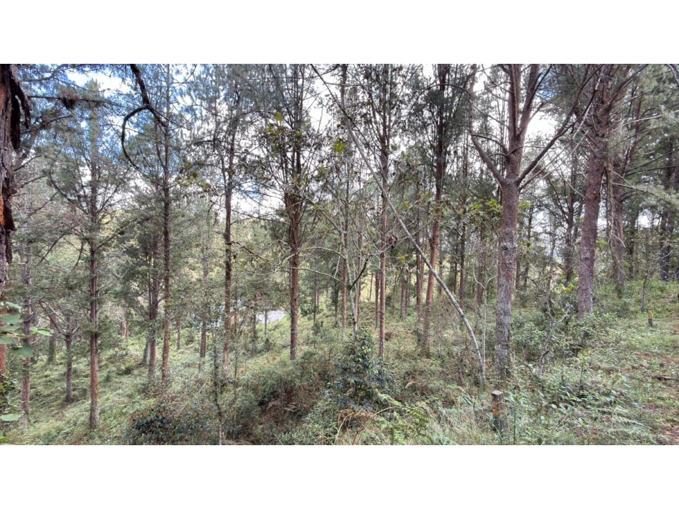 Lote Juanito Laguna