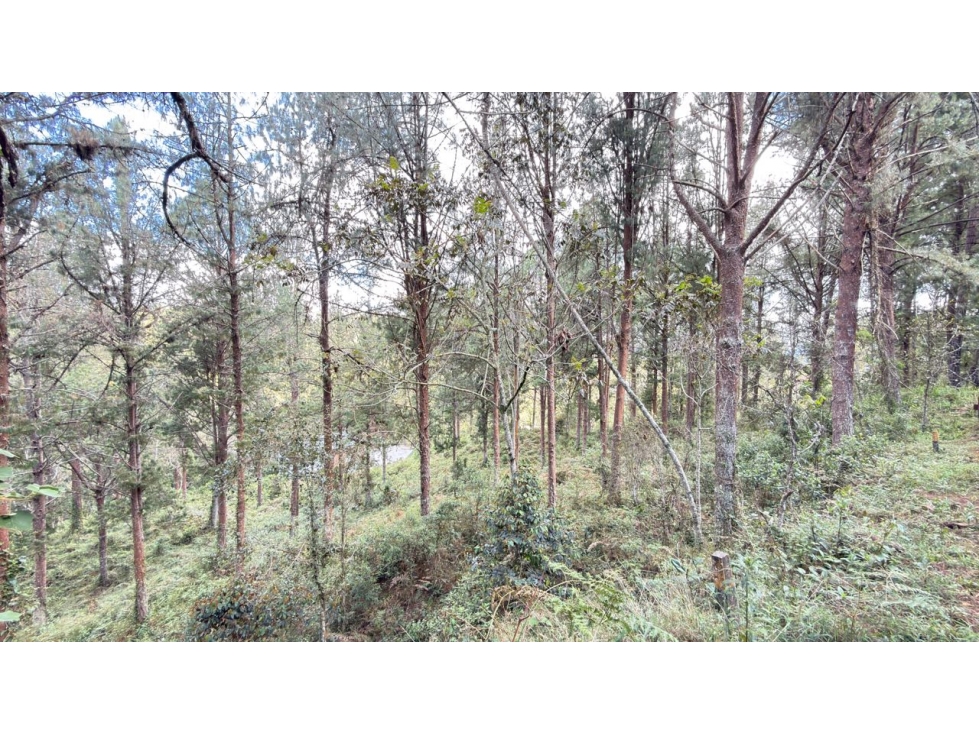 Lote Juanito Laguna — foto 2
