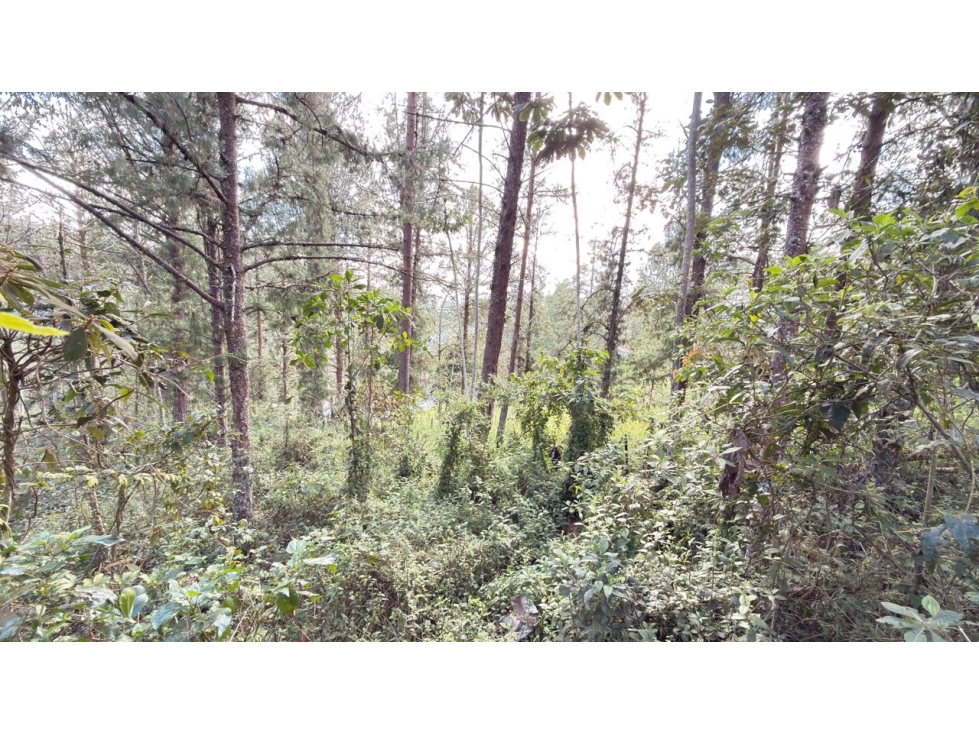 Lote Juanito Laguna — foto 3